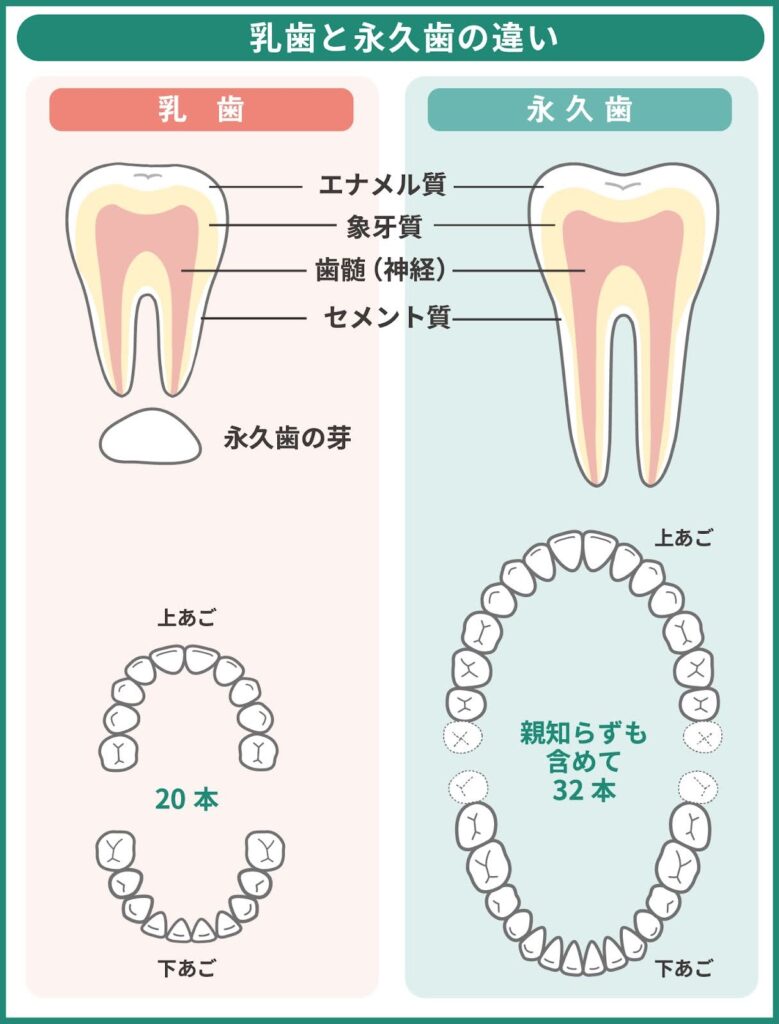 乳歯と永久歯の違い